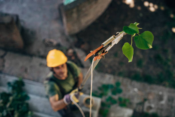 How Our Tree Care Process Works  in Eldorado, TX